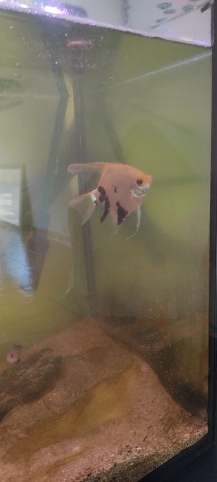Três aquarios+peixes