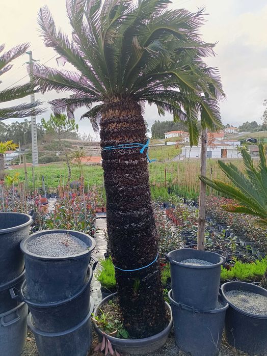 Sica/ Cyca para jardim