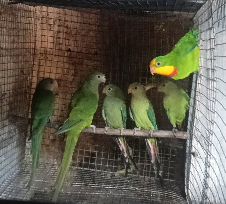 Psitacideos de qualidade