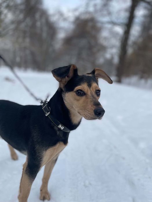 Tobi – piesek 2 lata szuka kochającego domu
