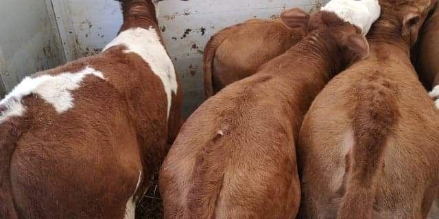 Byczki jalóweczki simental