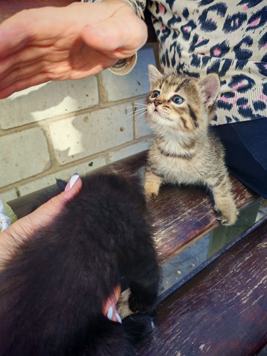 Котенята в добрі руки мама британка