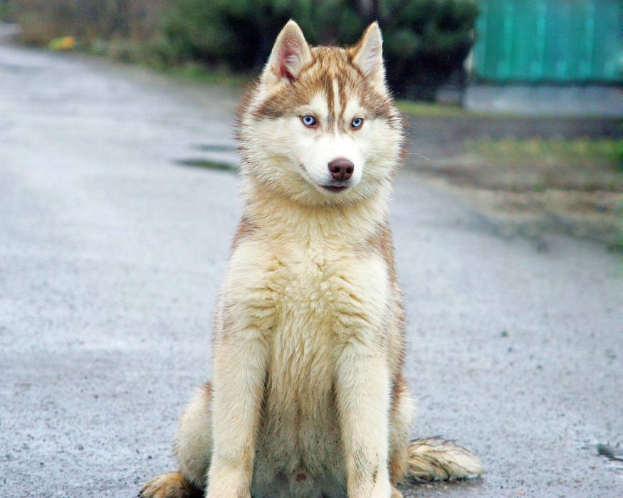 Хаски 4 Месяца Фото