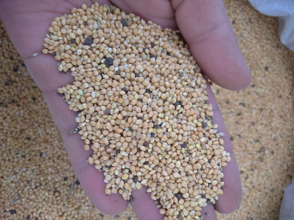 Просо Жовте провіяне