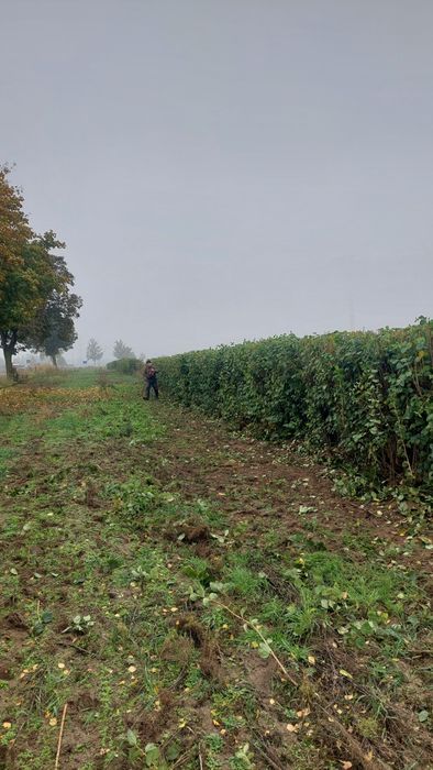 wycinka drzew, pielęgnacja drzew, formowanie roślin, żywopłoty