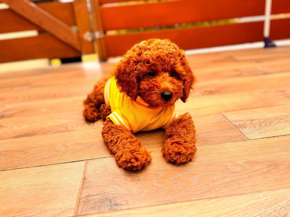 Pudel Toy piesek do rezerwacji badania genetyczne