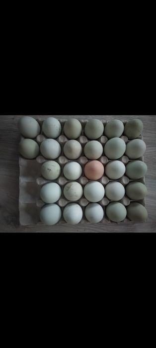 Sprzedam zielone jajka legowe kurze.