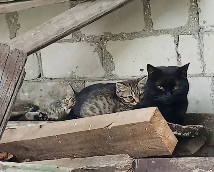 Отдам даром в добрые руки полосатых котят