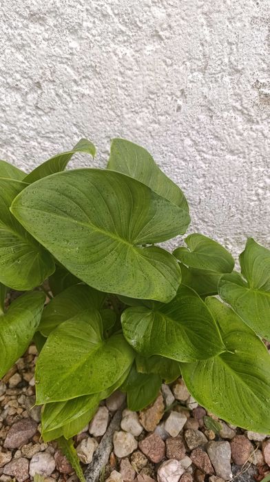 Vendo Plantas/flores