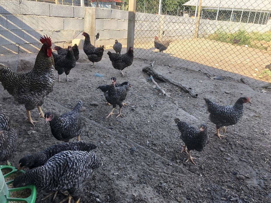 Pintos Pedrês raça autóctone