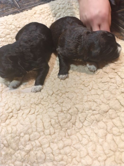 Oddam Szczeniaki po Border Collie