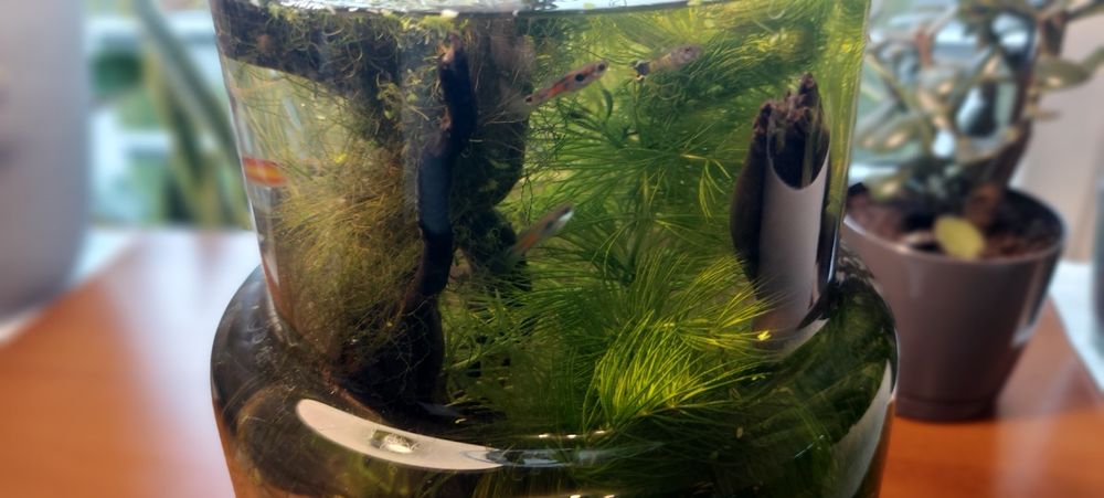 Rybki gupiki akwarium mały zbiornik na parapet biurko
