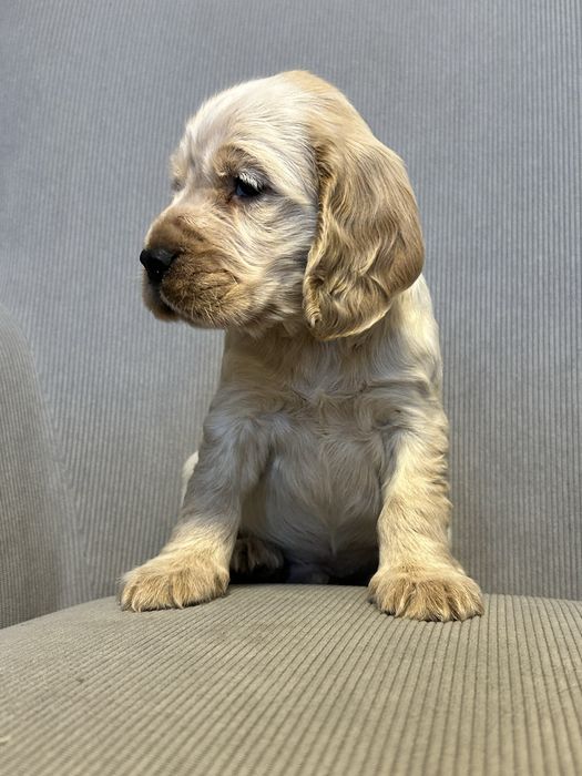 Piesek i Suczka Cocker Spaniel Angielski - orange roan