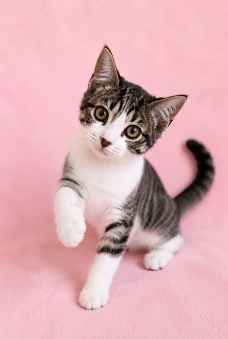Маленькая ласковая котёнок девочка ищет дом! Котята в хорошие руки!