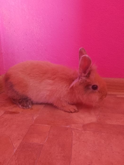 kroliczek miniaturka