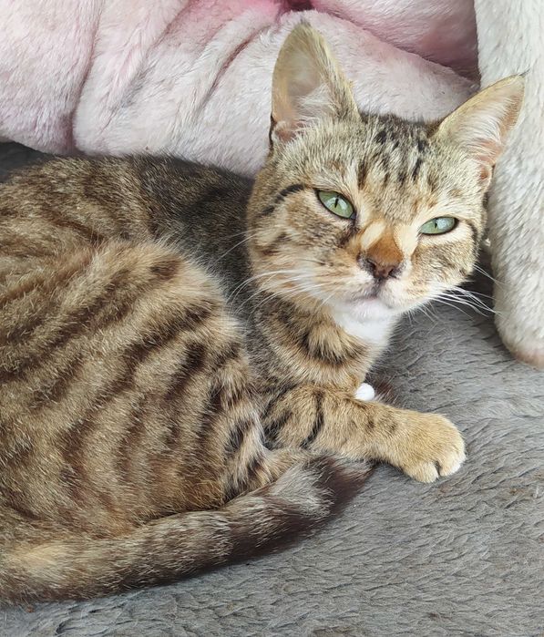Необычная кошечка ищет дом (стерилизованная)