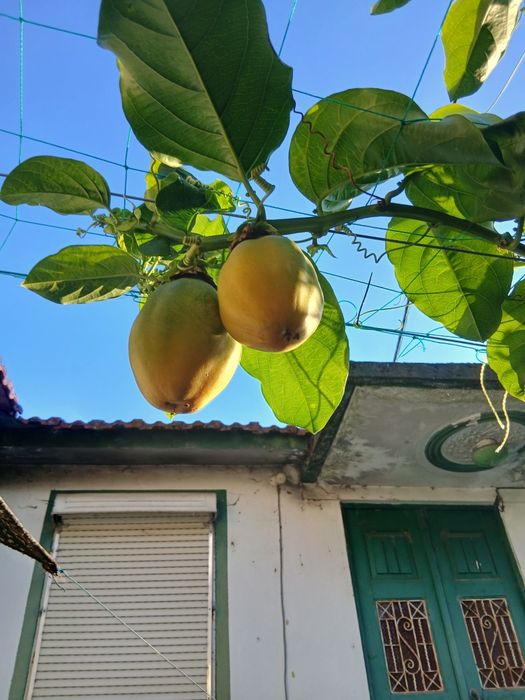 Maracujá alata g