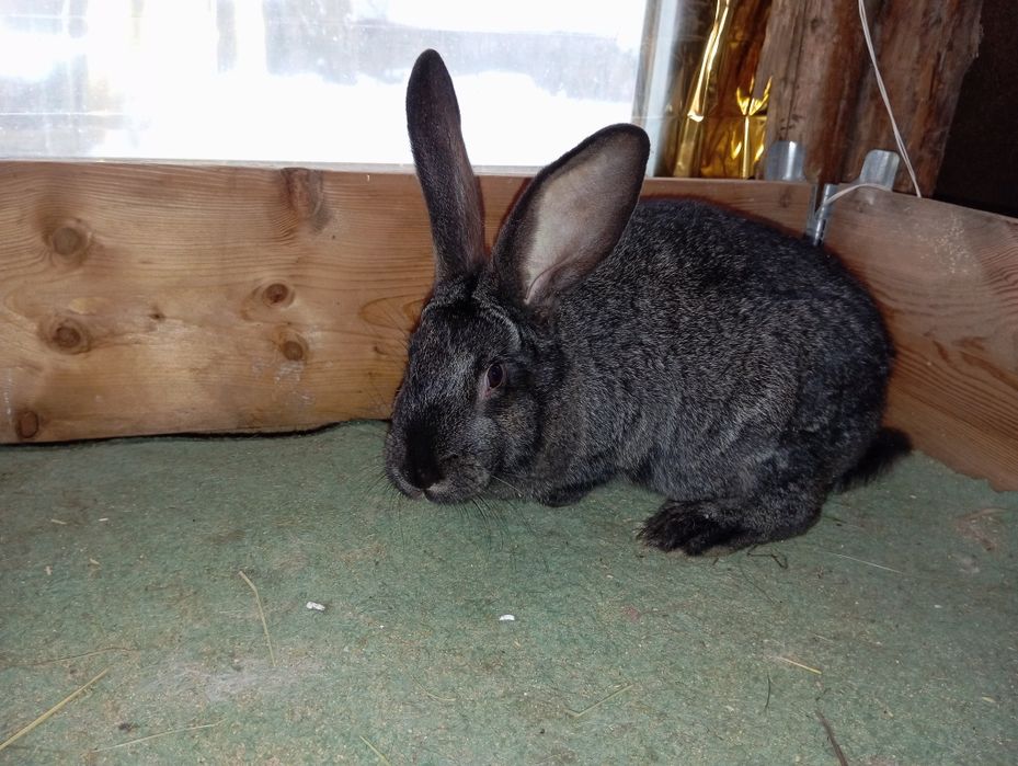 Продам кроликів.