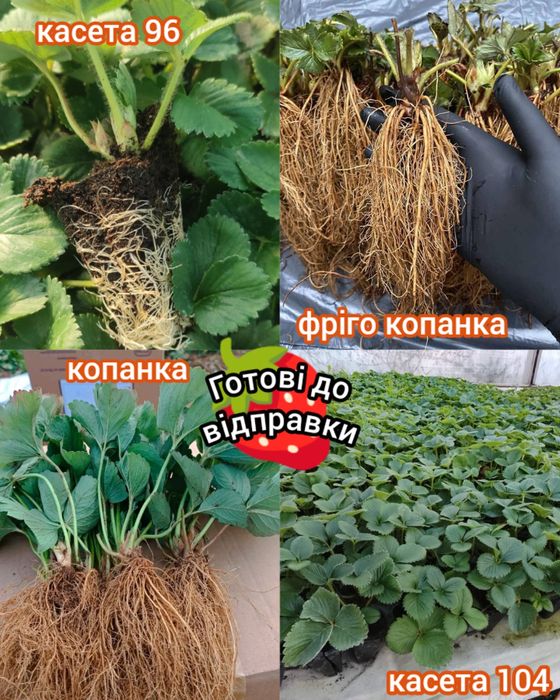 РОЗСАДА полуниці ,ФрігоКасетні,КопаніСаджанці великоплідної полуниці,К