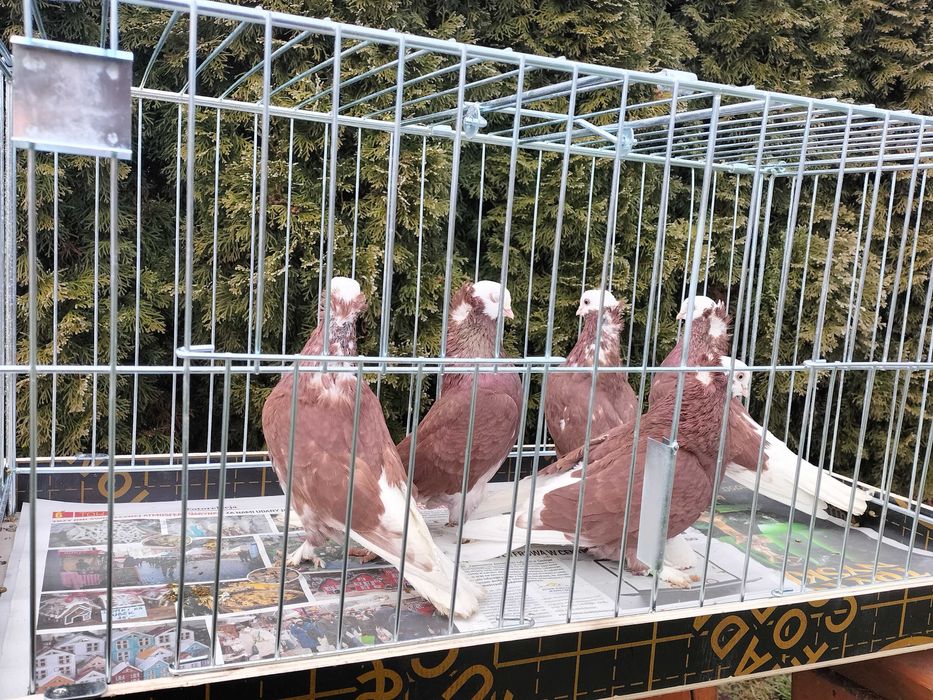 Białogłówka, Wajskopy czerwone Samce ,Samice