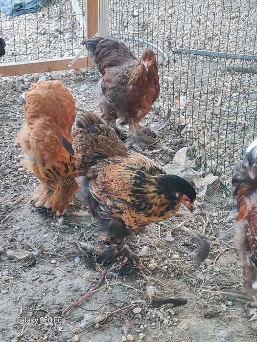 Galos e galinhas  brahma