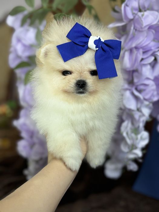 дівчинка шоу классу тип ведмедик