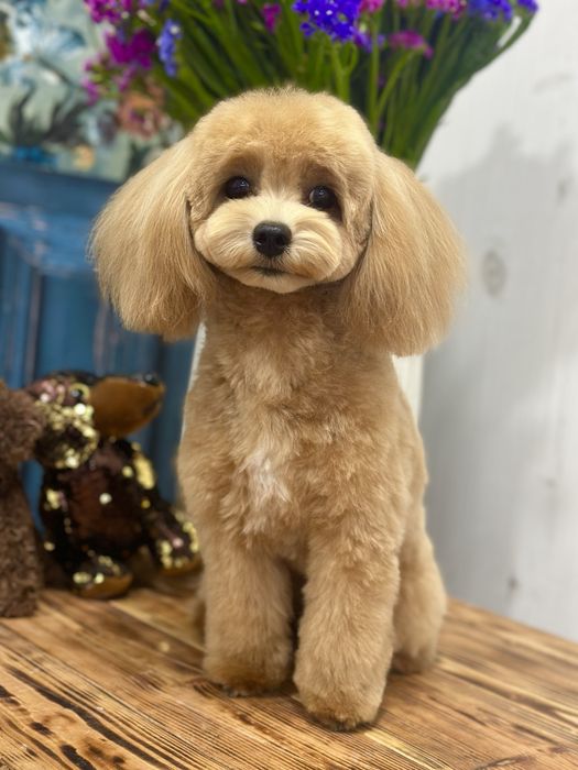 Грумінг собак, стрижка собак