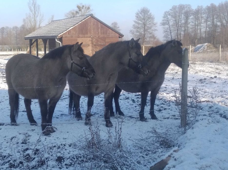 koń konik polski 5 szt dopłatowe z licencja 2500 zł dopłat