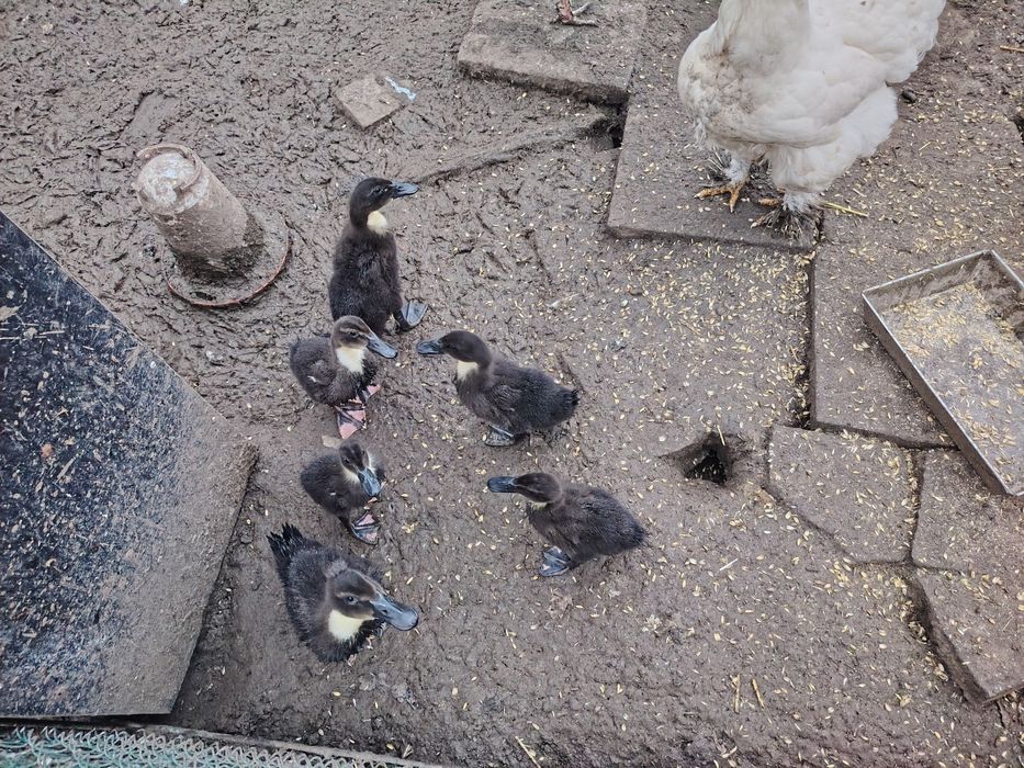 Kaczki staropolskie 6 szt