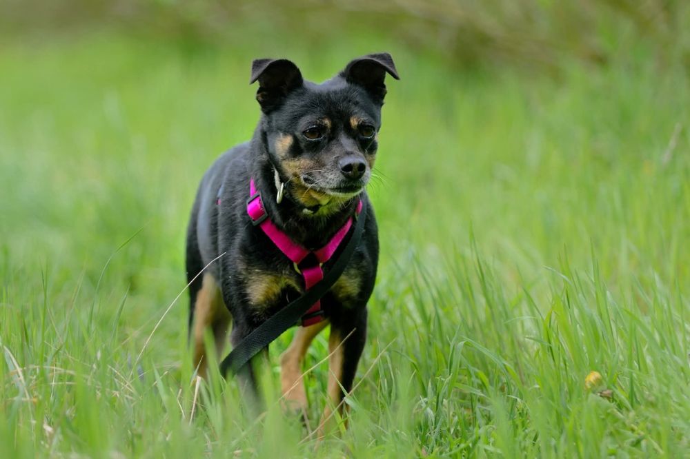 Malutka sunia Jessie szuka domu