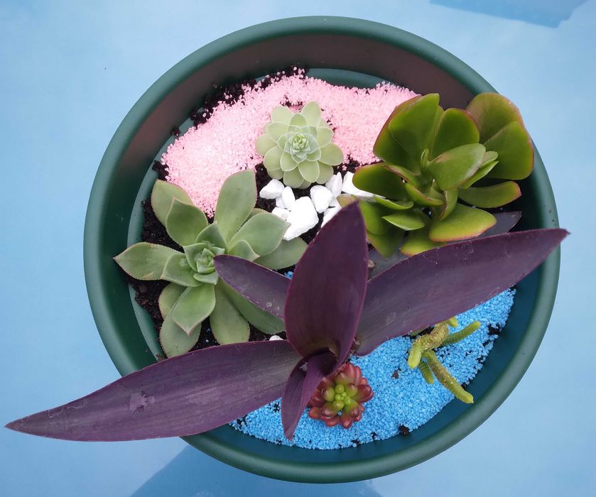 Vaso com Suculentas