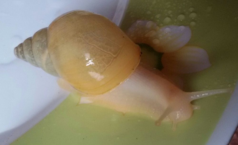 10 грн ЛИМИКОЛЯРИИ Ахатина, АрхАхатина улитки - Равлики