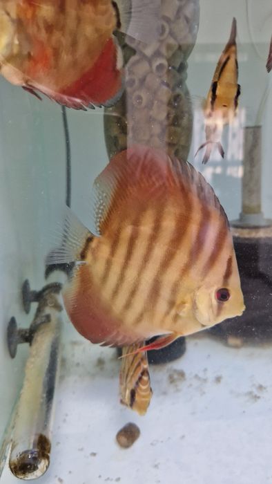 Discus juvenis red cover e turquesa