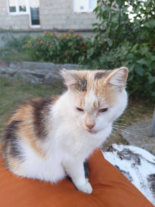 Koty szukają nowego domu!