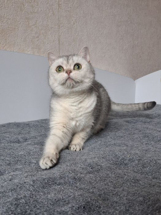 Британская серебристая шиншила ищет семью