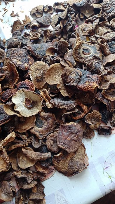 Grzyby suszone- podgrzybki