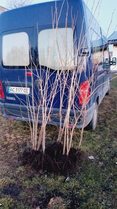 3 річні саджанці фундука сорту Каталонський