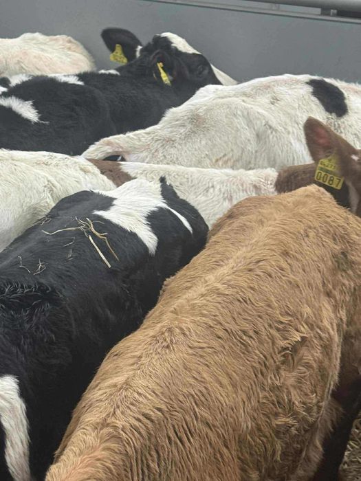 Cielaki odsadki byczki jałóweczki