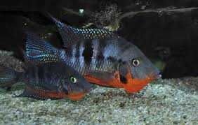 Thorichthys meeki Pielęgnica Meeka
