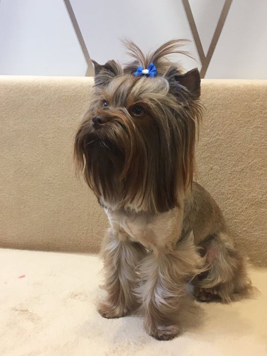 Шоколадный йорк на вязку!