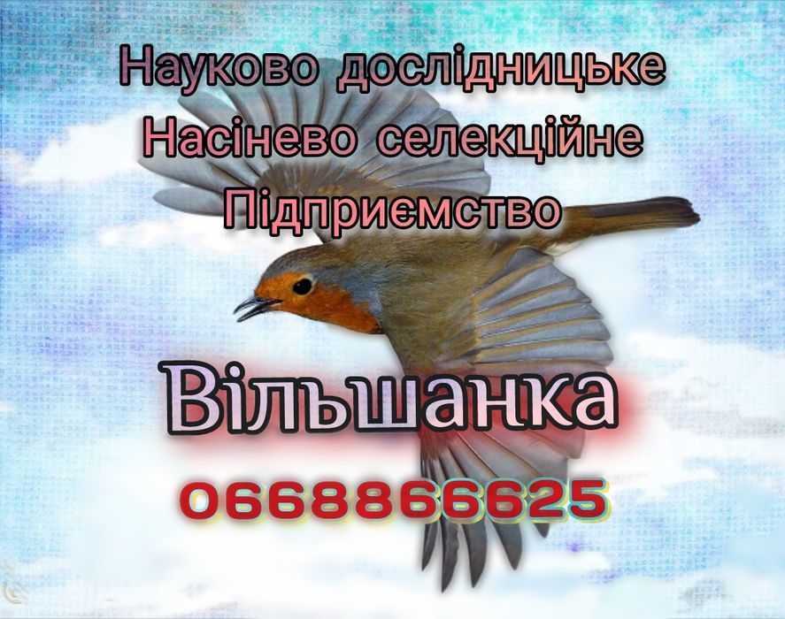 Купити насіння сої Махоні