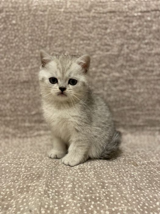 Британська шиншила