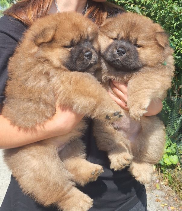 Piesek  Chow chow FCI