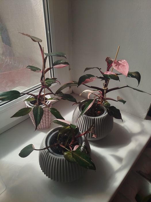 Филодендрон pink princess