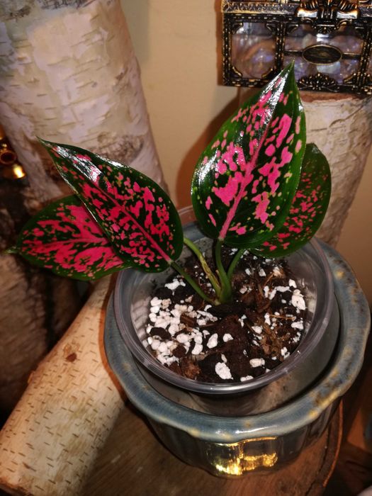 Aglaonema NOID Pink mutation variegata Monstera roślina hobby ogród