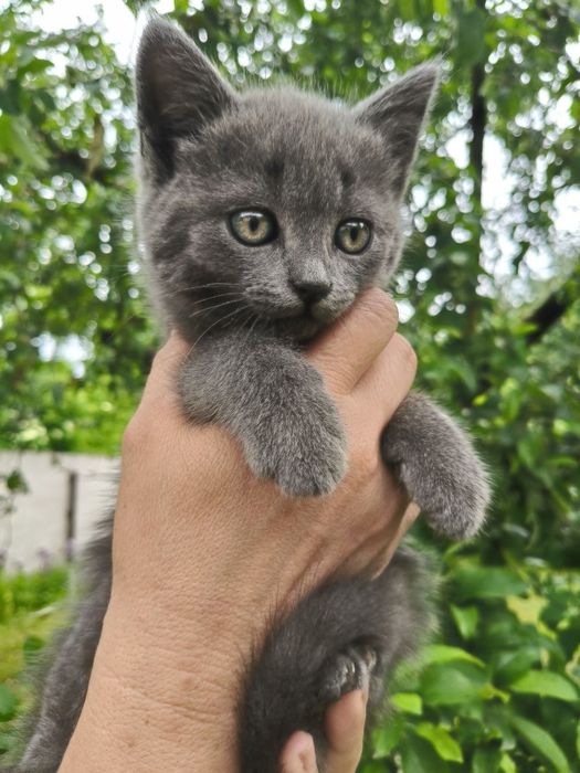 Котики Британці шукають люблячу родину