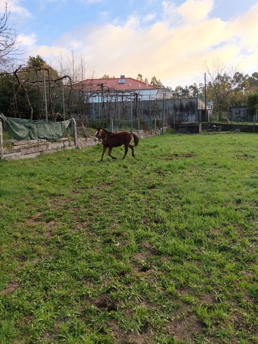 Troco poldro cruzado lusitano