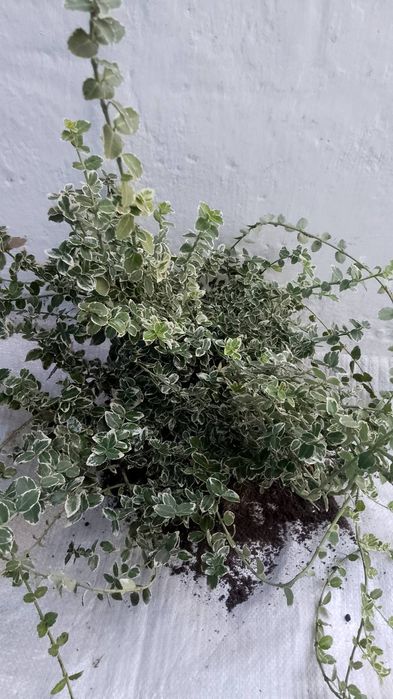 Бересклети вічнозелені