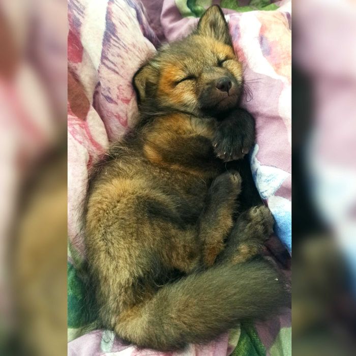 Lis, lisek domowy, lisy hodowlane rude, Red REZERWACJA 2026