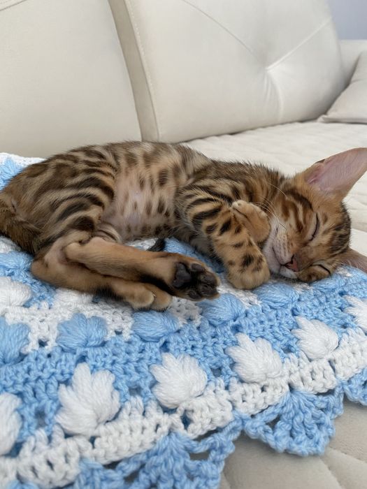 Бенгальські кошенята